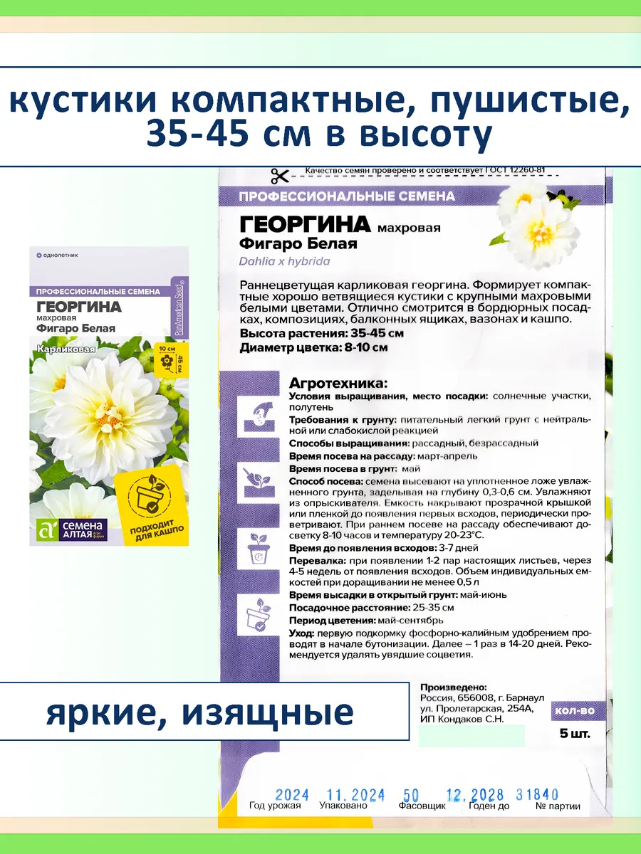 Семена цветов — георгины Фигаро махровые карликовые, 3 шт